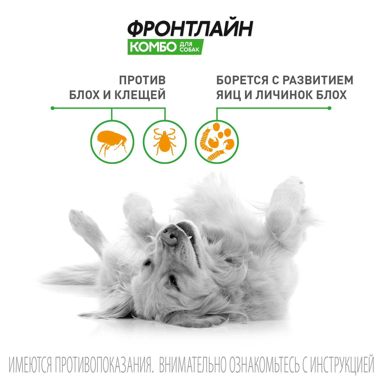 FCombo Dogs gallery 2