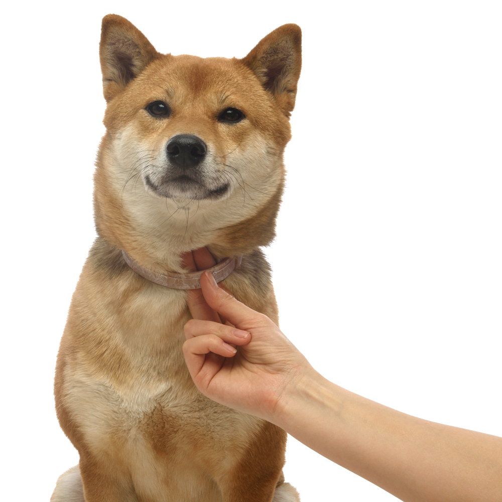 7.Bolfo big collar_treatment