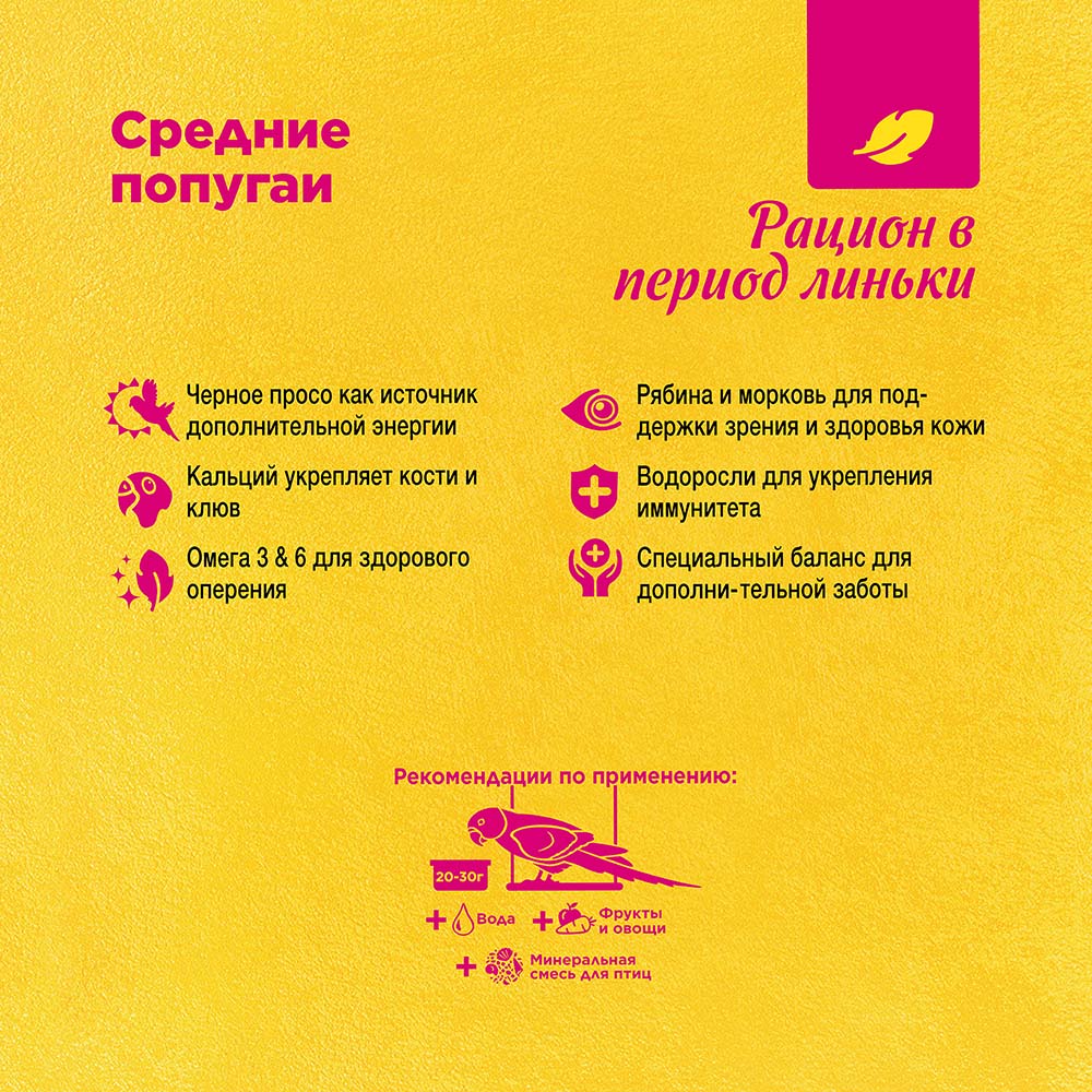 RIO_feed_parakeets_mp_plus