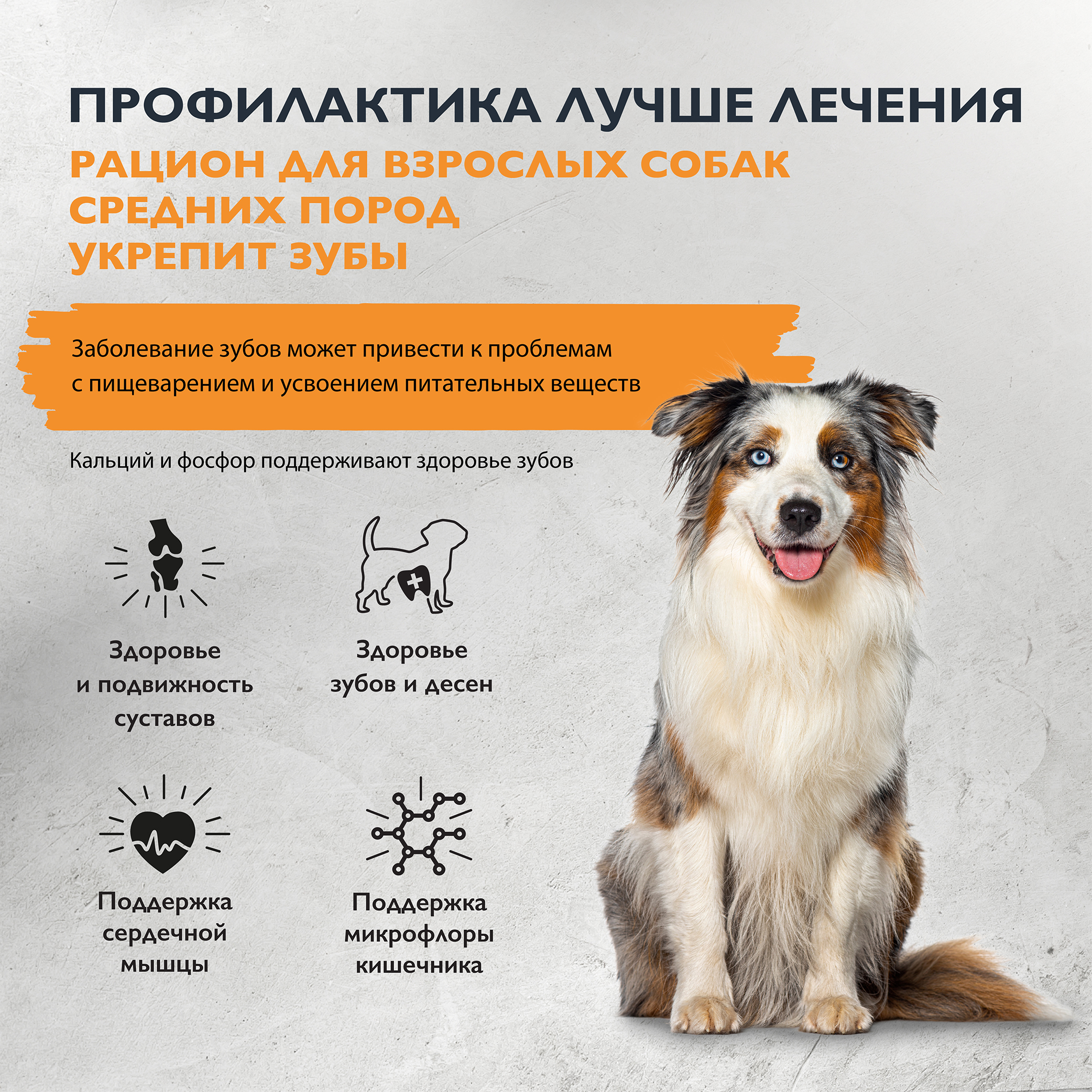 dog_adult_m_dental health-02