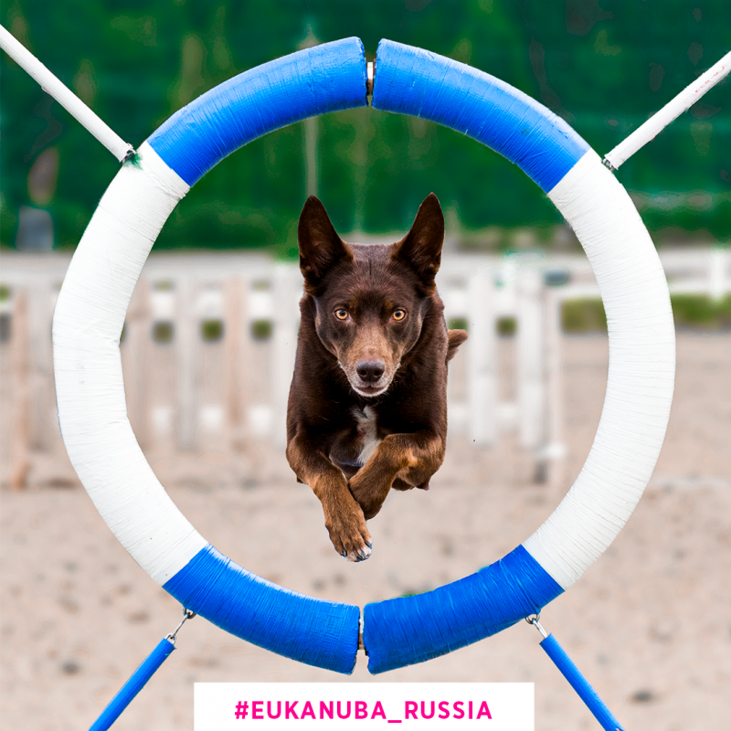 Активный отдых с собакой