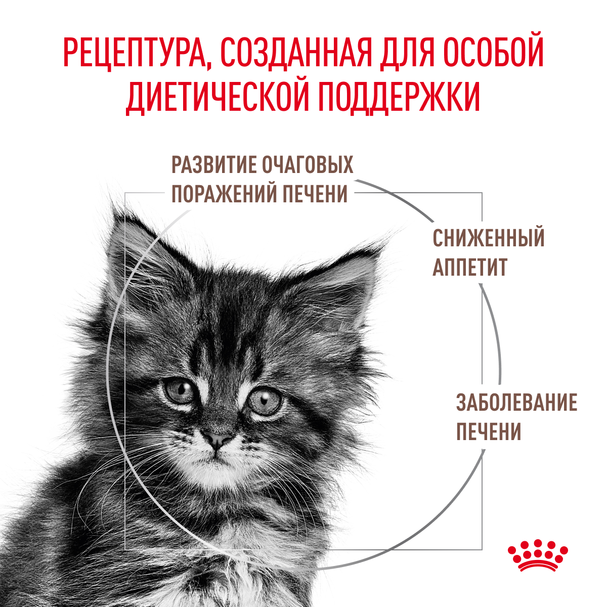 Cat_Gastrointestinal_Kitten_Dry_03