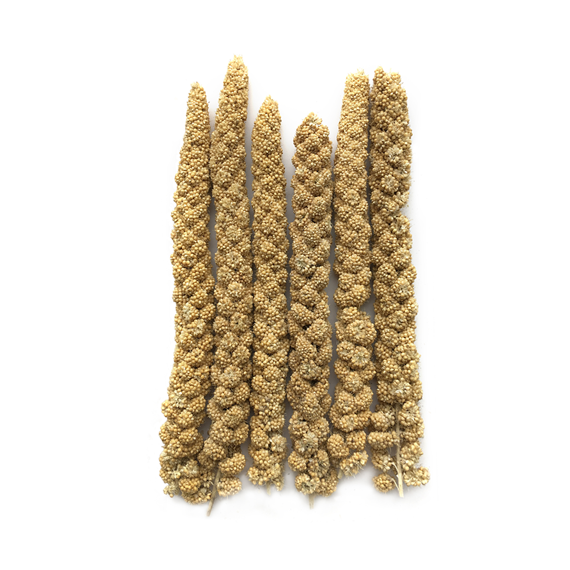 RIO_spray millet_show