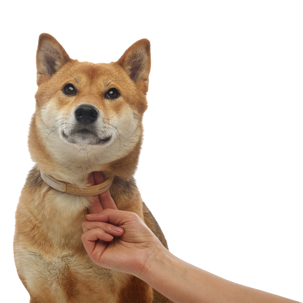 6.Kiltix medium dog_treatment