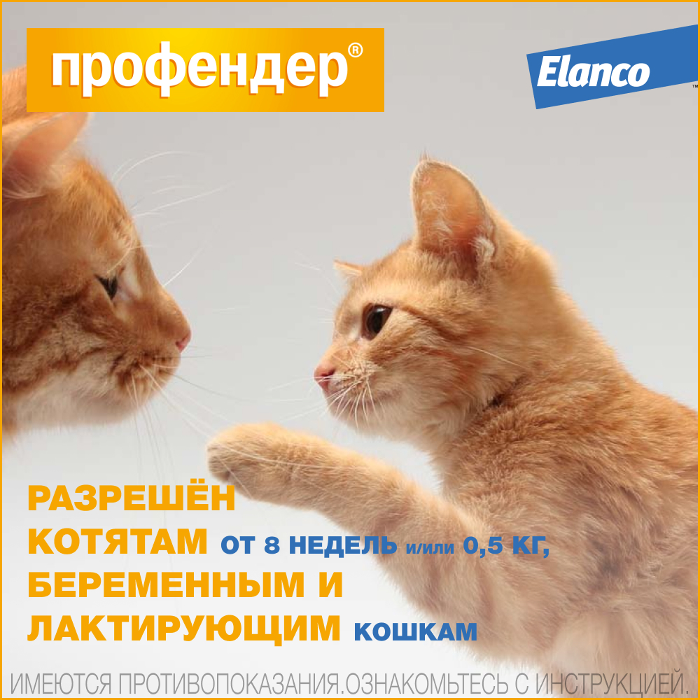 8.Profender_kittens