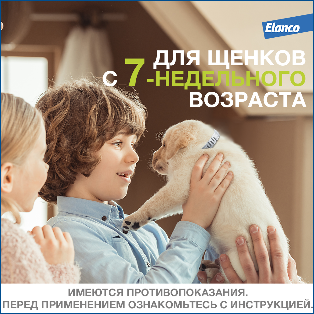 12.Foresto gold small dog_safety