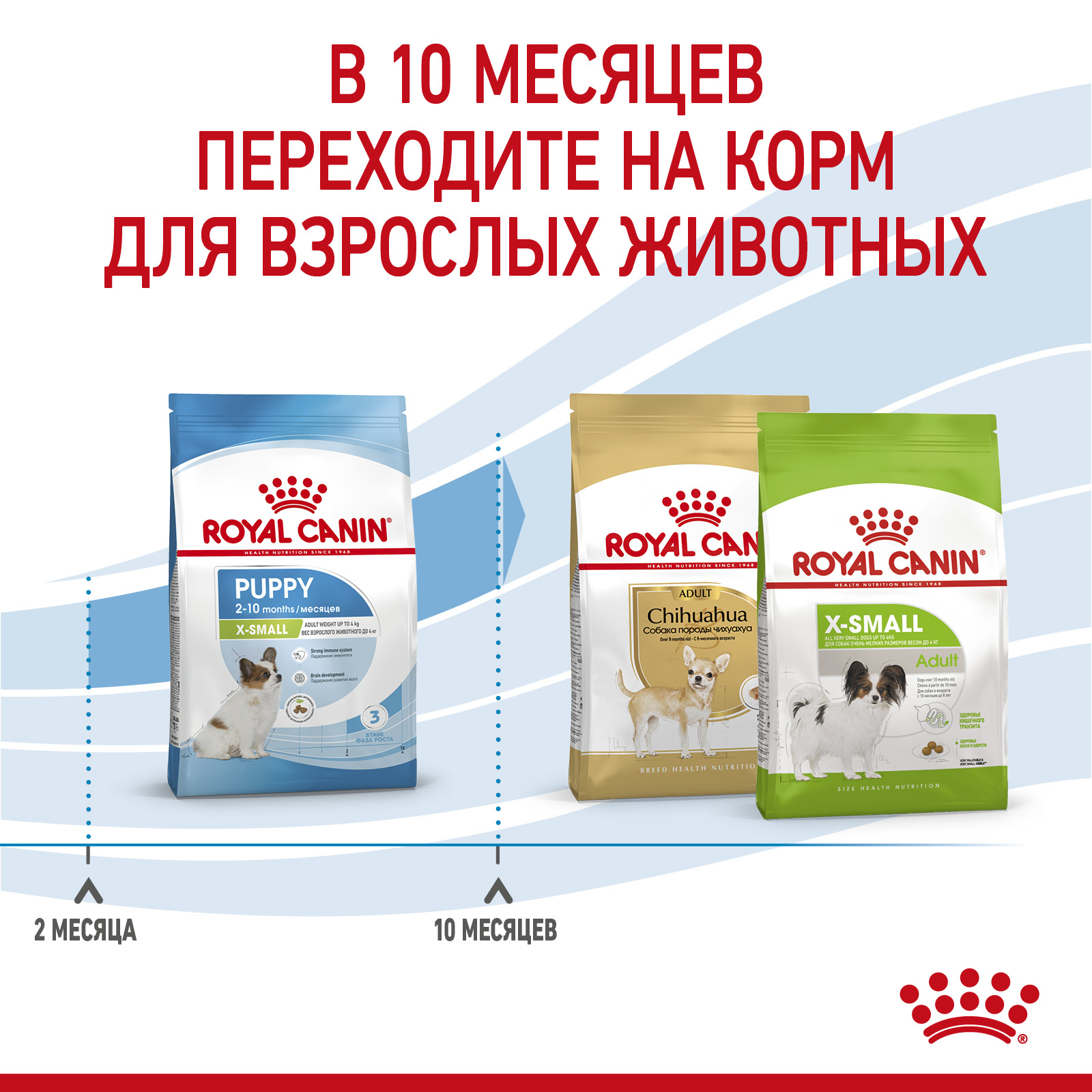 RC-SPT-DRY-XsmallPuppy-CV-5_rus2023