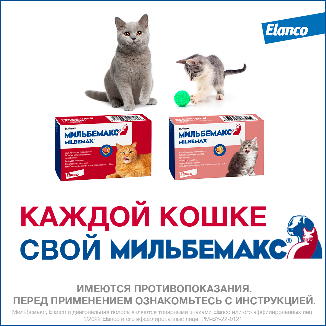 8. Milbemax_small cats_rich_8_packs