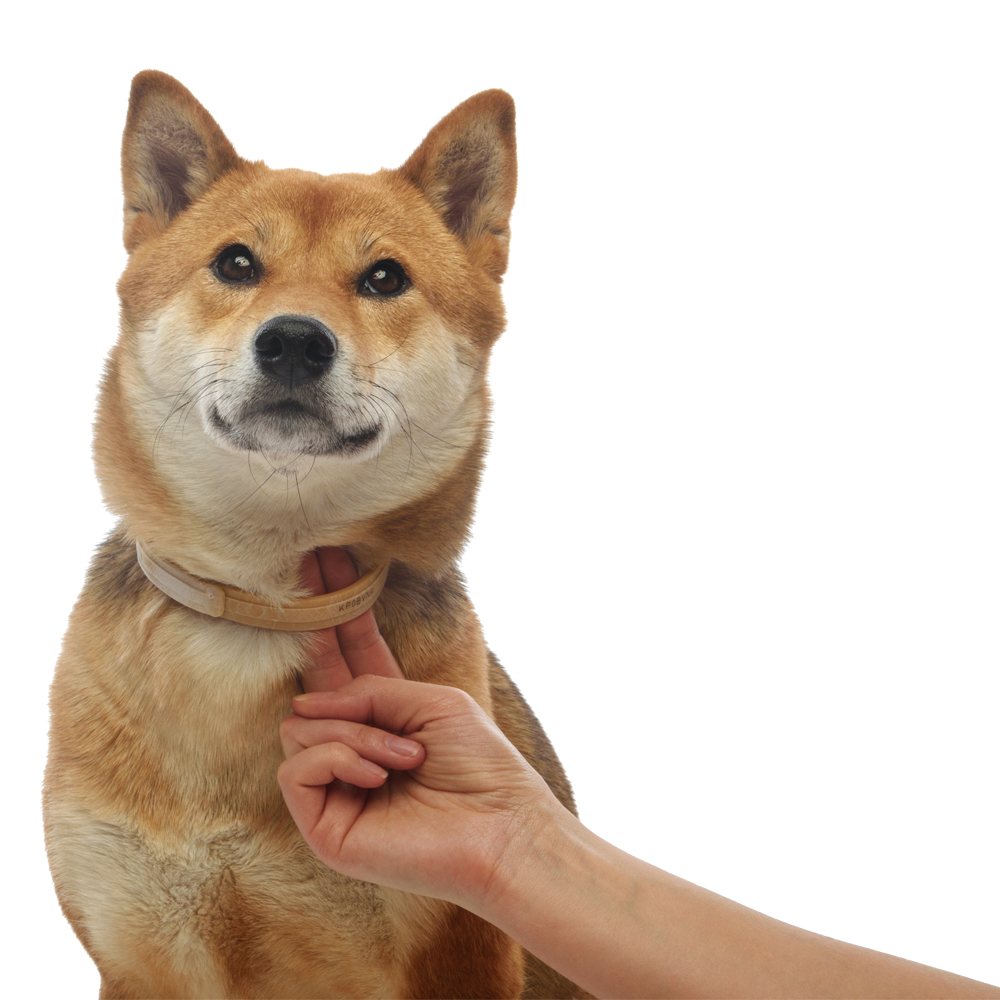 6.Kiltix big dog_treatment