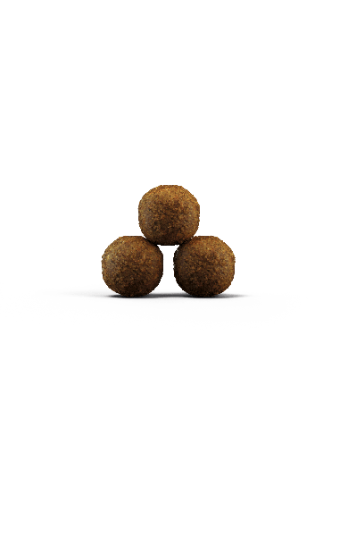 029 kitten-grainfree 2