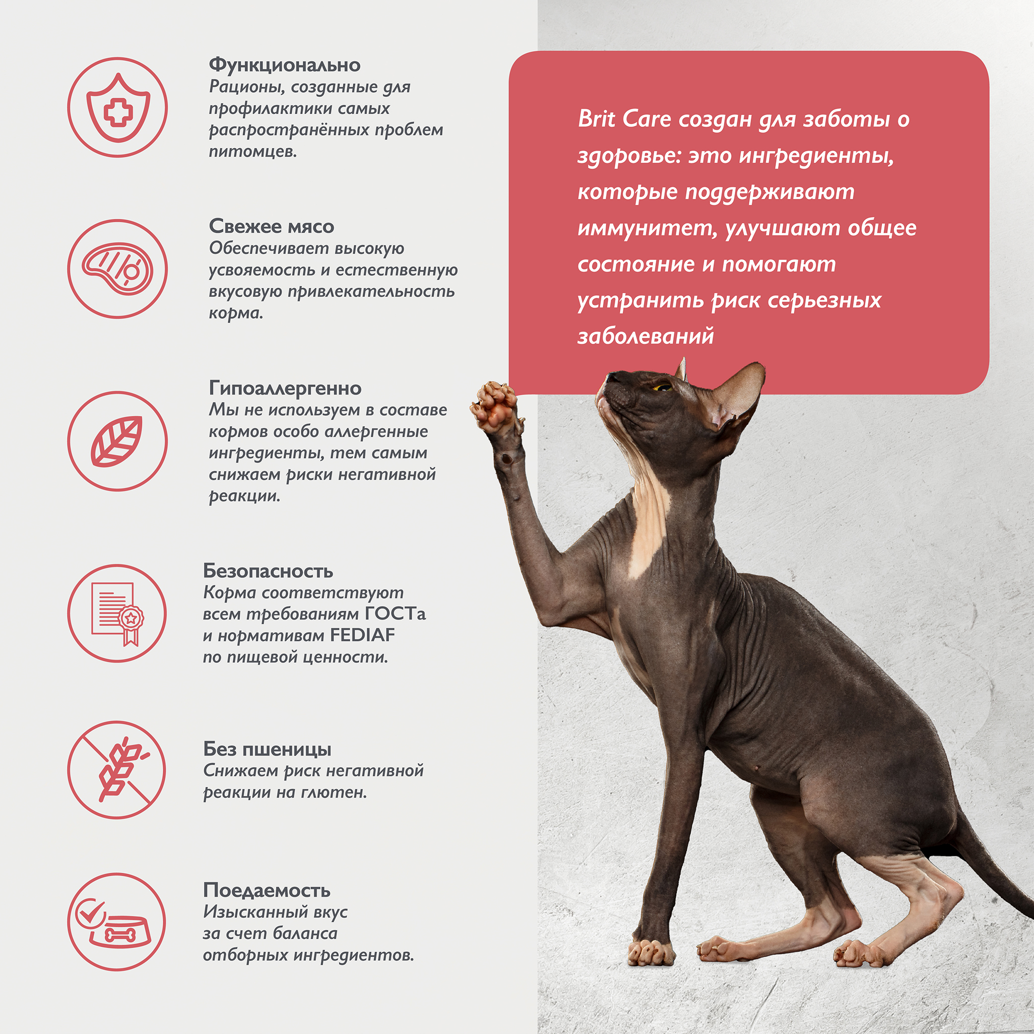 cat_adult_delicious_taste (3)