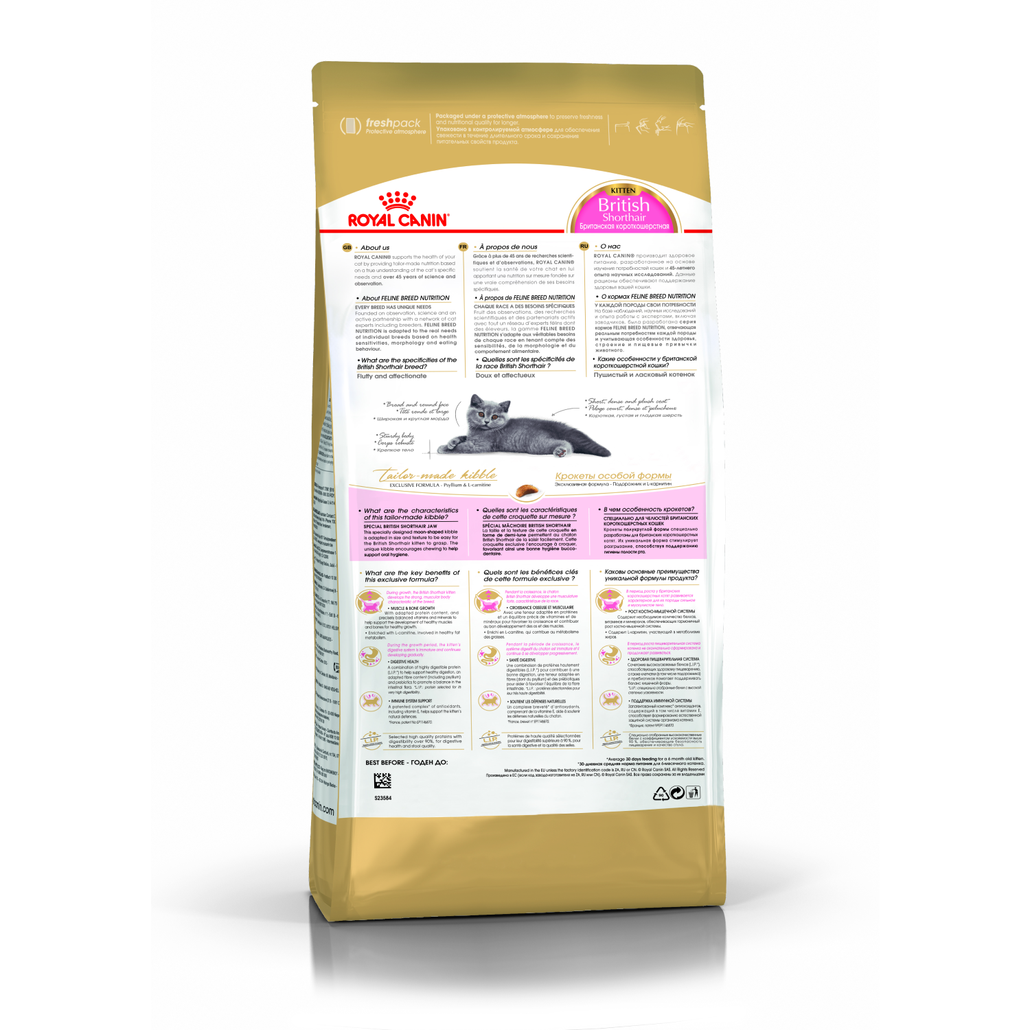 3. kitten British Shorthair Kitten Dry_back 1 квадрат