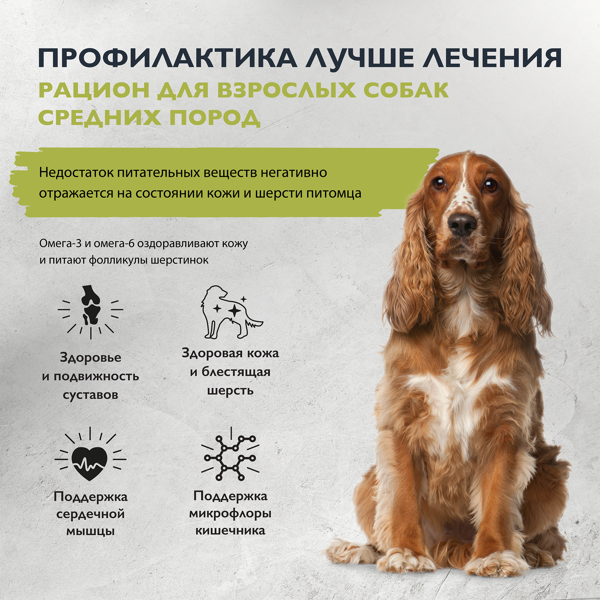 dog_adult_m_healthy_skin_shiny coat (2)