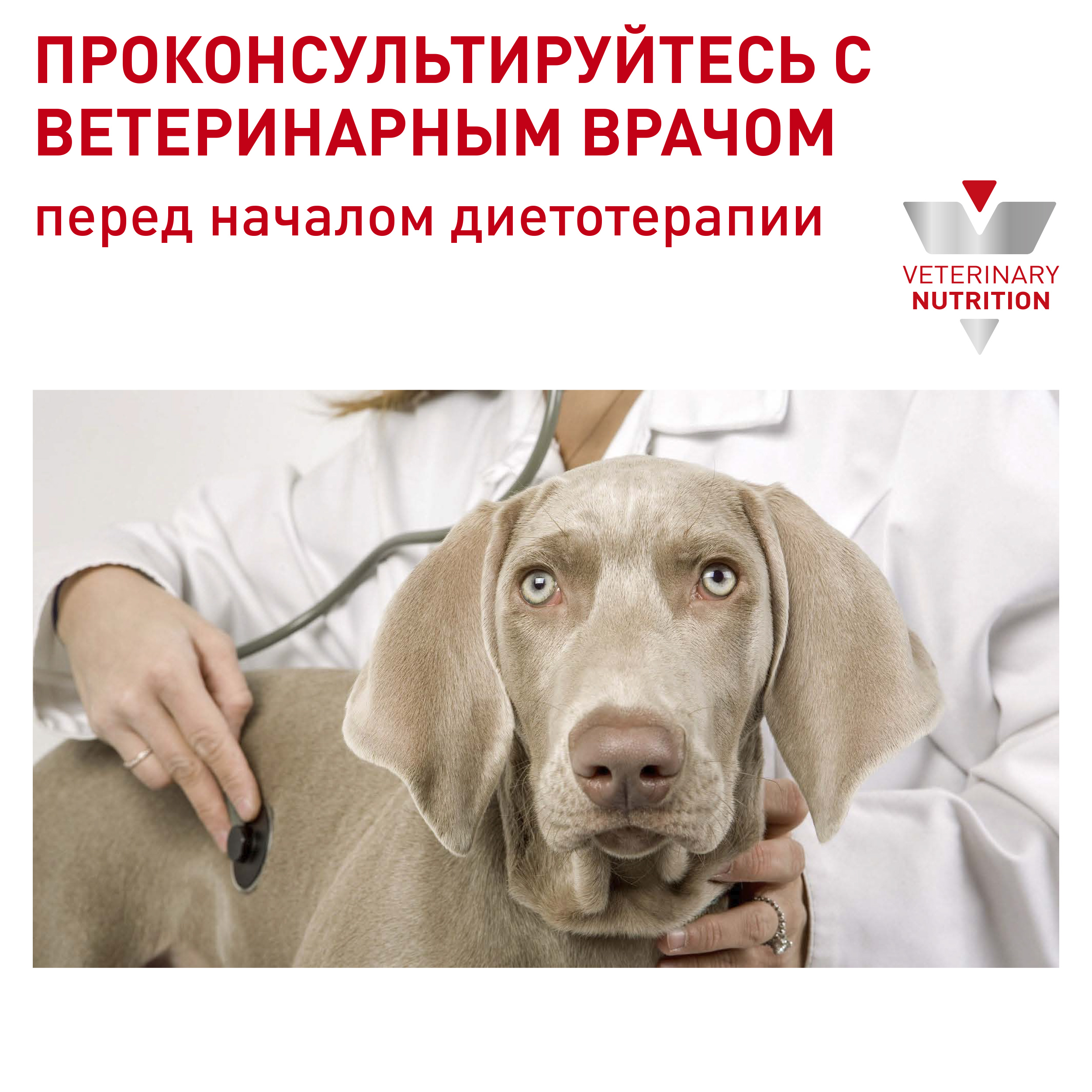 RC-VET-WET-DogNeutAD-CV-9_ph