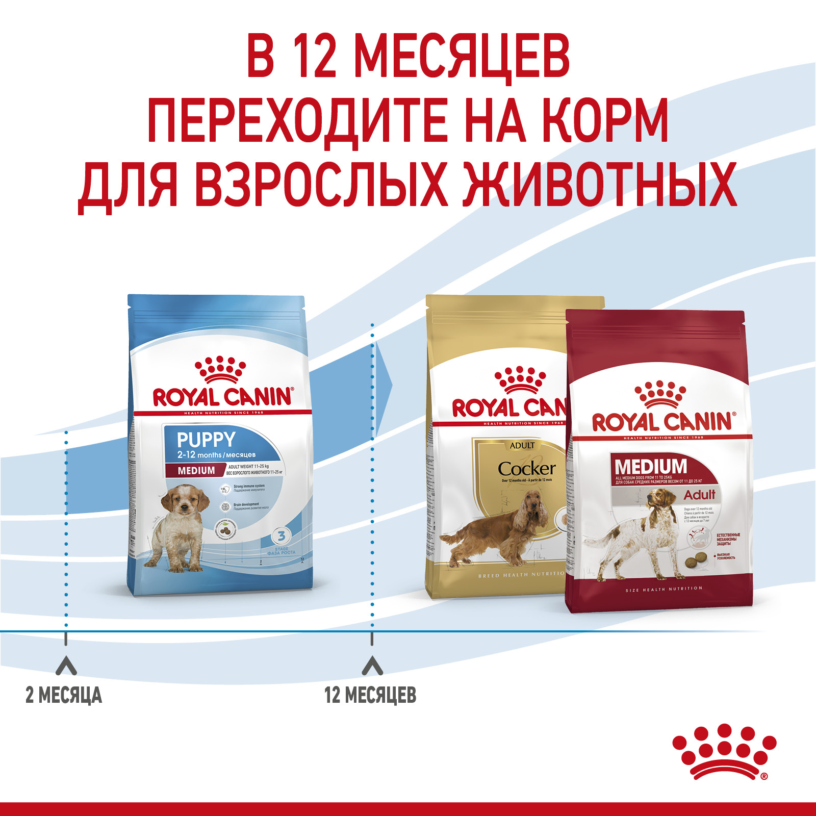 RC-SPT-DRY-MediumPuppy-CV-5_rus2023