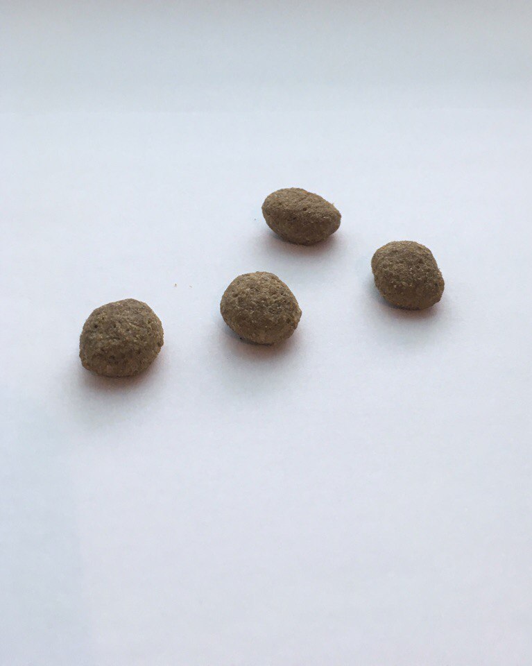 023 JosiDog Active 2