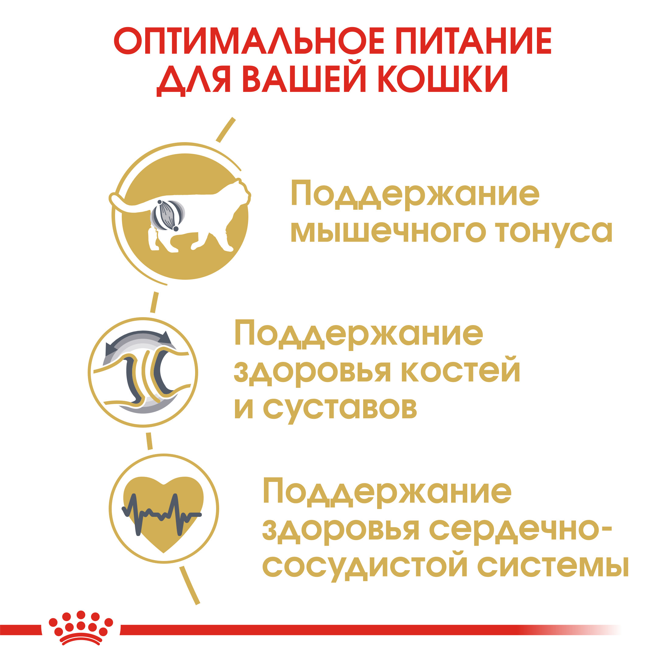 5_RC-FBN-BritishSH-CV-Eretailkit-3 RUS-new