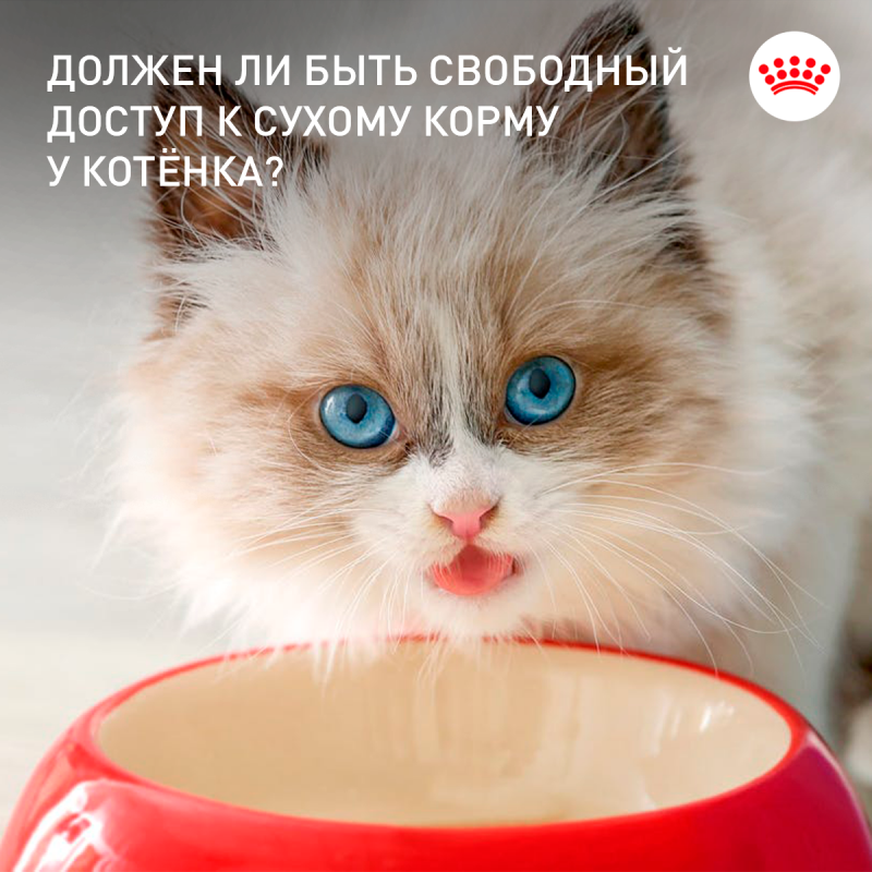 Свободный доступ к сухому корму у котёнка