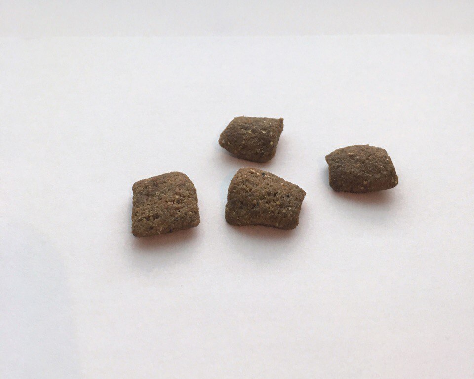 021 JosiDog Junior 2