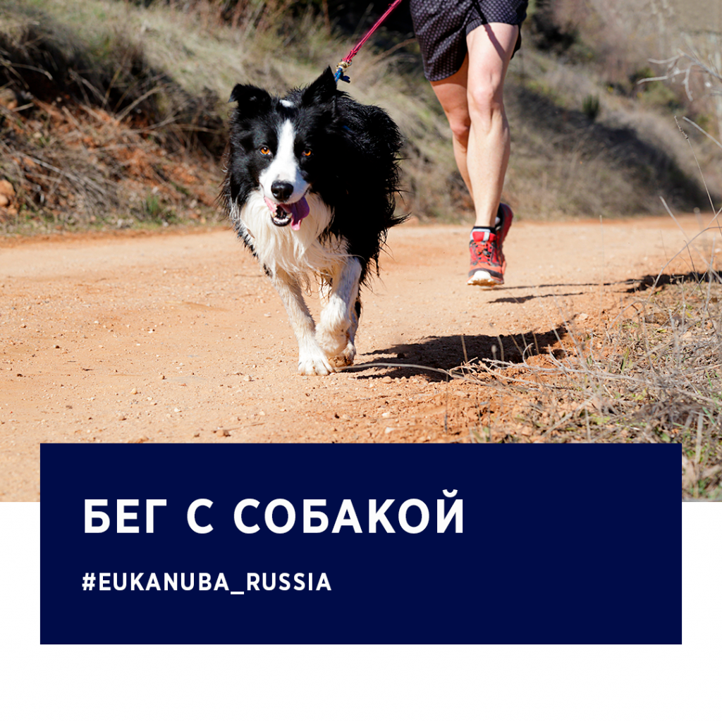 Бег с собакой Бег с собакой