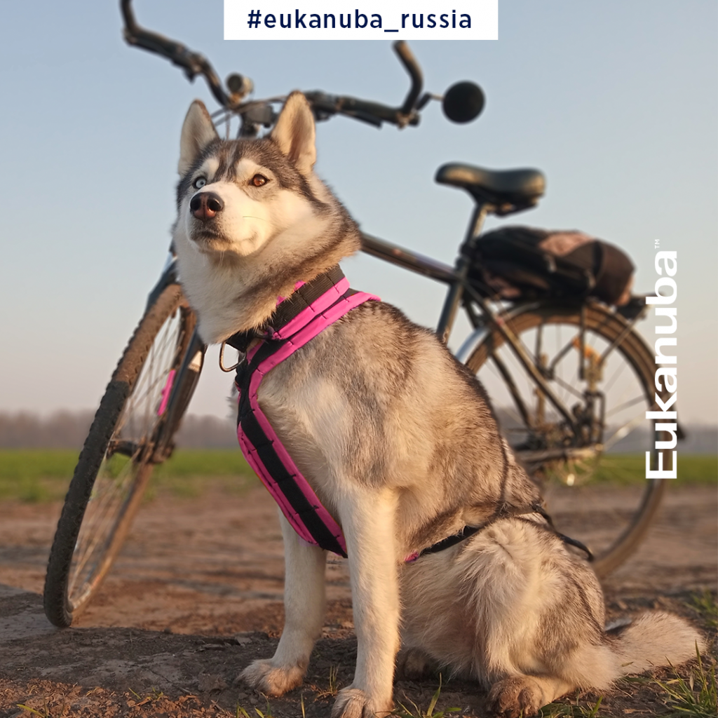 Собака Eukanuba Собака Eukanuba